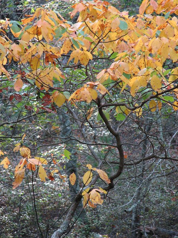 2008-10-08_Francis_Carter_Preserve 021.jpg